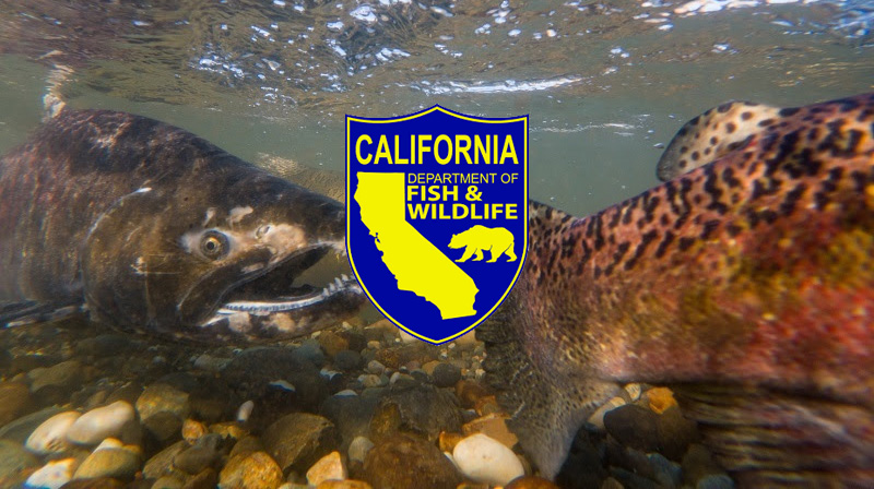 California Fish and wildlife logo on top a photo of salmon swimming in a river