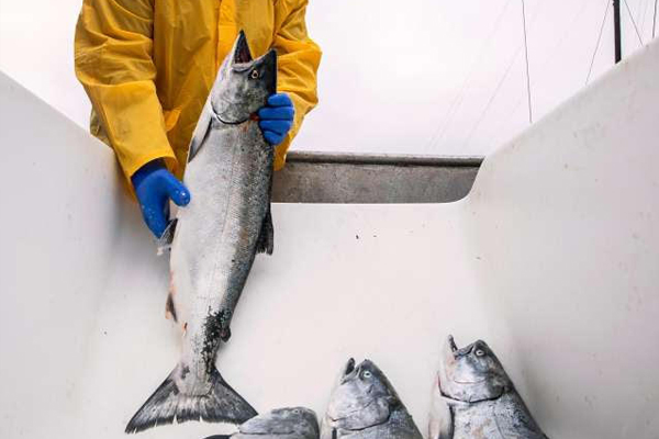 Commercial Salmon Season 2020