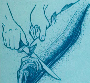 fillet salmon fillet illustration