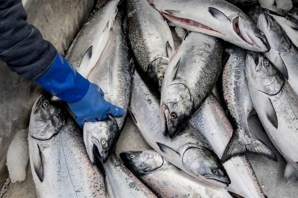 California fishermen report the biggest salmon season in a decade