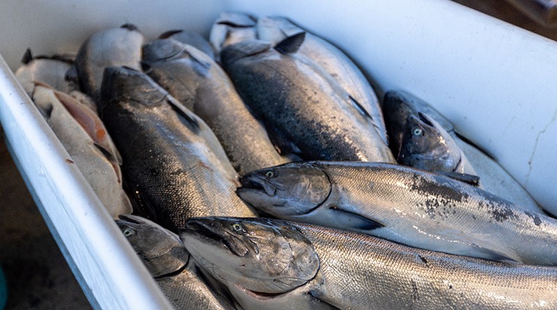 california king salmon in a container